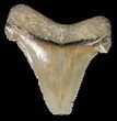 Fossil Angustidens Shark Tooth - Megalodon Ancestor #46848-1